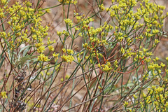 Eriogonum brevicaule brevicaule