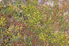 Eriogonum brevicaule brevicaule
