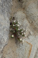 Anaphalioides subrigida