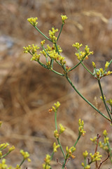 Eriogonum brevicaule brevicaule