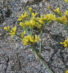 Eriogonum brevicaule brevicaule