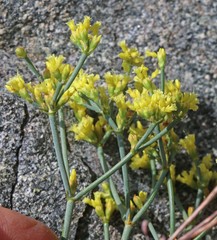 Eriogonum brevicaule brevicaule