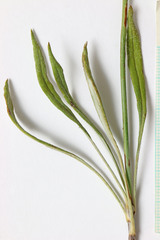 Eriogonum brevicaule brevicaule