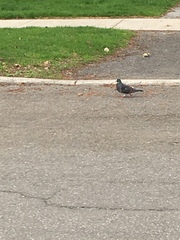 Columba livia domestica