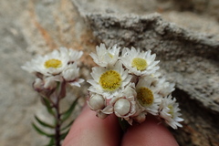 Anaphalioides subrigida