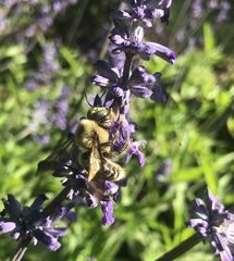 Xylocopa virginica texana