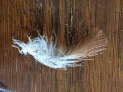 Milvus migrans affinis