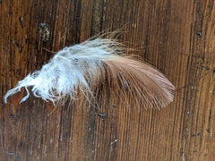 Milvus migrans affinis