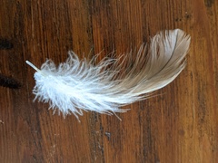 Milvus migrans affinis