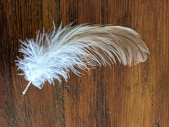 Milvus migrans affinis