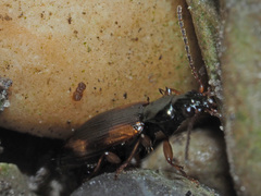 Bembidion articulatum
