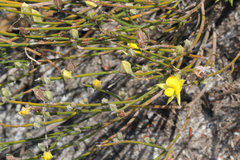 Jacksonia stackhousei