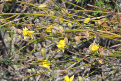 Jacksonia stackhousei