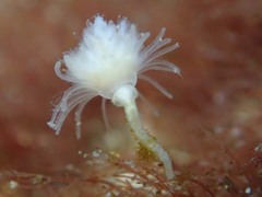 Tubulariidae
