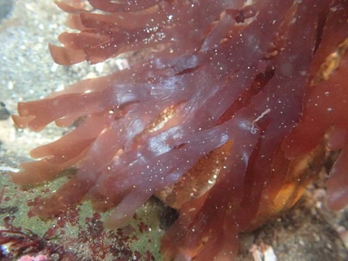 Cryptopleura violacea observed 2018-01-31