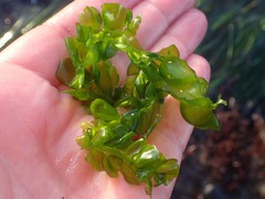 Ulva taeniata
