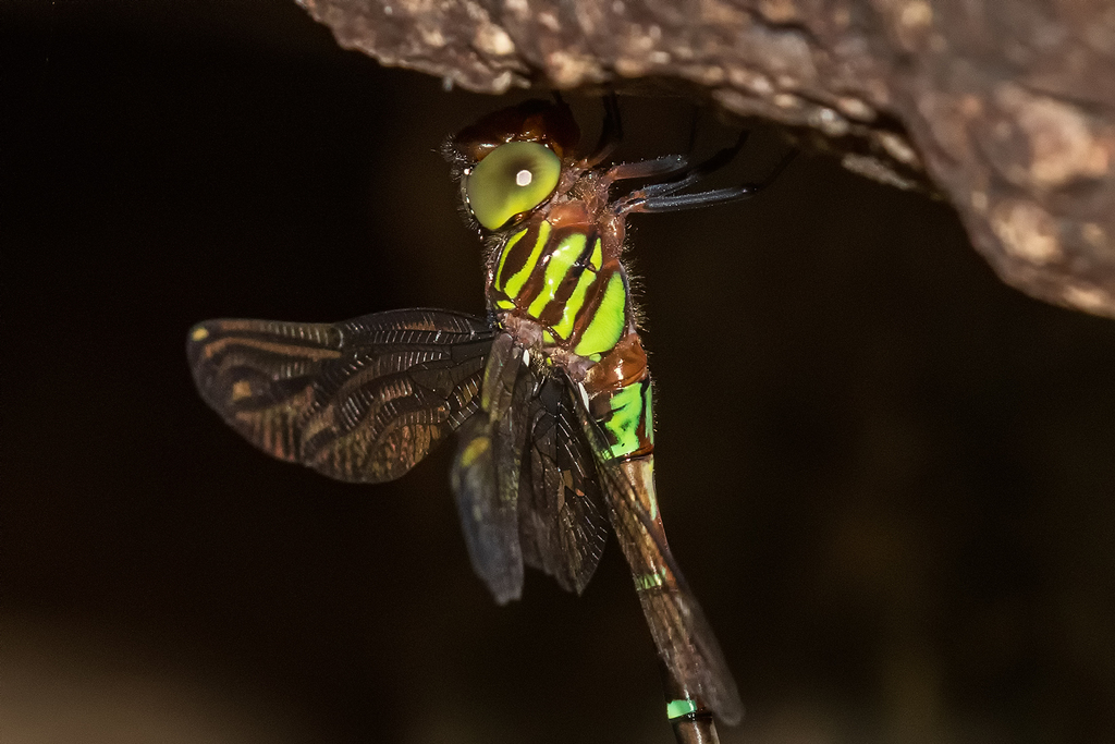 Green-striped Darner