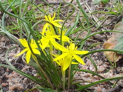 Pauridia glabella glabella
