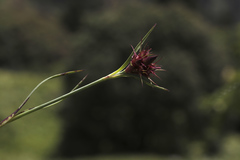 Dianthus ruprechtii
