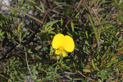 Gompholobium virgatum