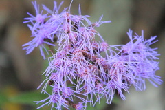 Chromolaena pulchella