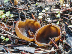 Peziza echinospora