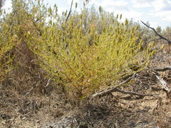 Cordylanthus ramosus