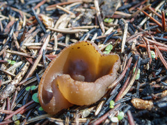 Peziza echinospora