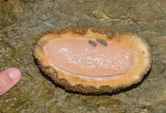 Acanthopleura gemmata