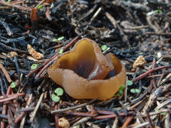 Peziza echinospora