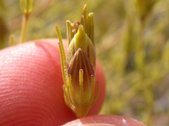 Cordylanthus ramosus