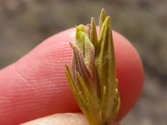 Cordylanthus ramosus