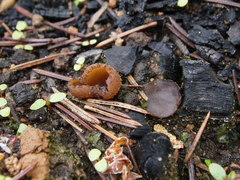 Peziza echinospora