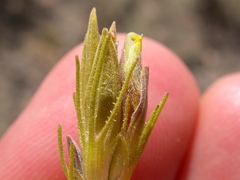 Cordylanthus ramosus