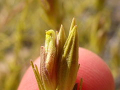 Cordylanthus ramosus