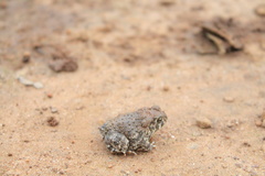 Anaxyrus compactilis