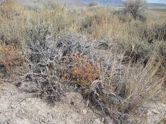 Cordylanthus ramosus