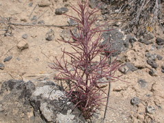 Cordylanthus ramosus