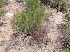 Cordylanthus ramosus