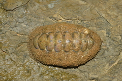 Acanthopleura gemmata