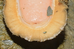 Acanthopleura gemmata
