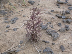 Cordylanthus ramosus