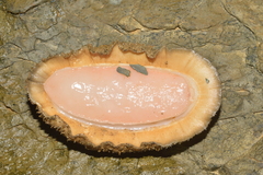 Acanthopleura gemmata