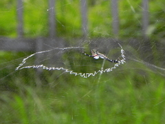 Cyrtophora ikomosanensis