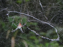 Cyrtophora ikomosanensis