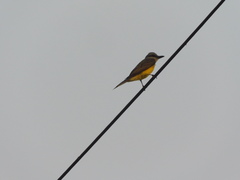 Tyrannus melancholicus