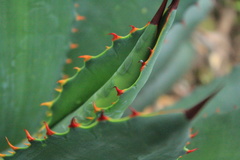 Agave inaequidens