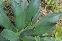 Agave inaequidens