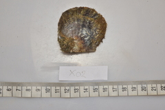 Pinctada margaritifera
