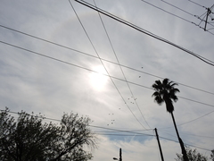 Psittacara holochlorus